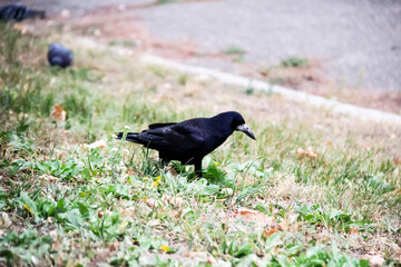 A Rook bird is walking and searching a food in the ground. Beautiful strong dark rook bird.