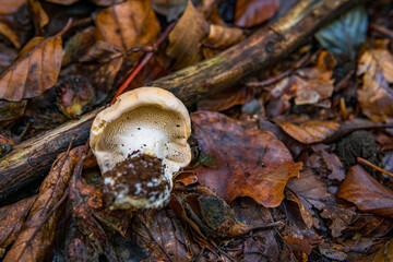Hydnum repandum Bread stubble mushroom fungus in colourful autumn forest