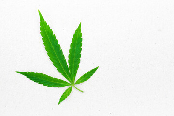 Cannabis, marijuana leaves on a light white surface, top view, copy space. Symbol of peacefulness, a relaxed state and a philosophical attitude towards life	