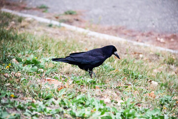 A Rook bird is walking and searching a food in the ground. Beautiful strong dark rook bird.