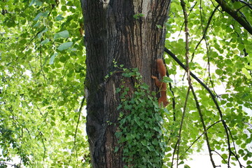 Squirrel forest woods tree wildlife european german