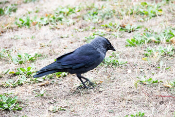A jackdaw bird walks and searching a food. The jackdaw is walking on the ground at the autumn