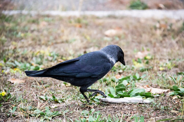 A jackdaw bird walks and searching a food. The jackdaw is walking on the ground at the autumn