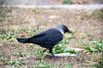 Obraz premium A jackdaw bird walks and searching a food. The jackdaw is walking on the ground at the autumn