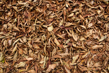 Dry leaves chestnut cover the ground. Nature of brown texture leaves. Texture of autumn leaves