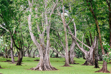 Trees for design and background