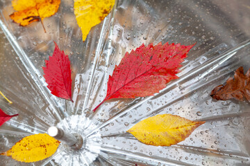 Colorful leaves of trees on transparent umbrella