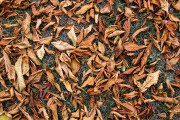 Dry leaves chestnut cover the ground. Nature of brown texture leaves. Texture of autumn leaves