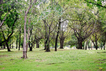 Trees  in the park for design and background