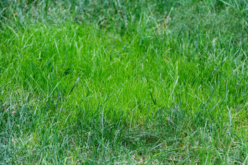 Green grass texture background. Beautiful green grass for use in design