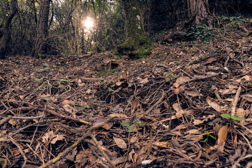 Hojas del bosque en otoño
