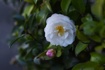 Sasanqua (Camellia Japonica) flowers / Theaceae evergerrn tree.