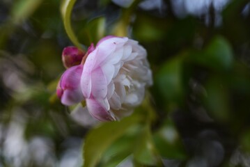 Sasanqua (Camellia Japonica) flowers / Theaceae evergerrn tree.
