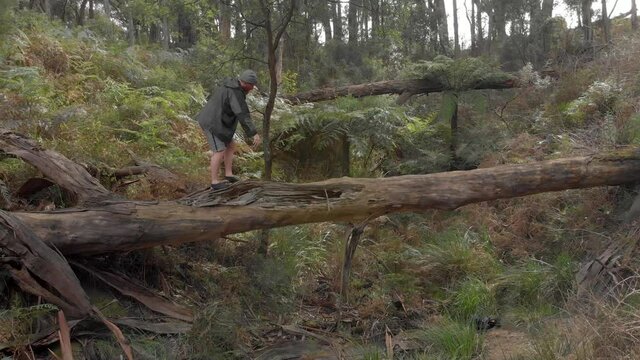 A bearded man in a beanie balances as he walks across a fallen gum tree in a rain forest gully.