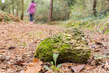 camino del bosque en otoño