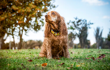american cocker spaniel