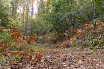 camino del bosque en otoño
