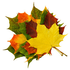 Isolated bouquet of autumn maple leaves red yellow orange green.