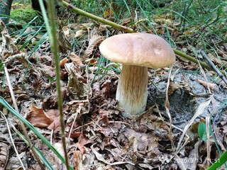 orange cap boletus