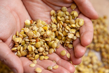 Hands of  farmer. hand holds sprouted lentils