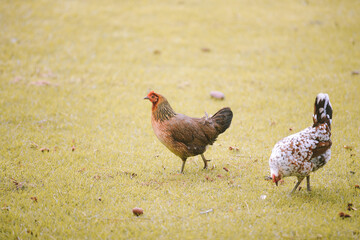 Feral Chickens, Kokee State Park Campground, Kauai, Hawaii
