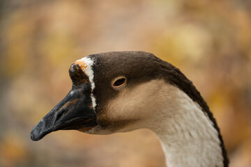 Eine Gans im Herbst draussen