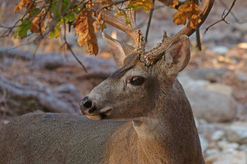 The face and partial antlers detail of a male mule deer of the western USA are shown up close in a forest during morning.