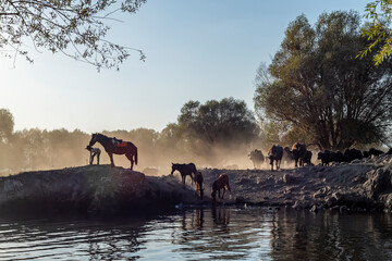 Fototapete bei efototapeten.de bestellen   