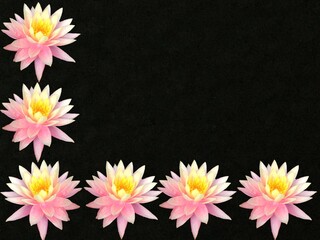lotus flowers on black background