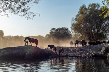 Fototapete bei efototapeten.de bestellen   