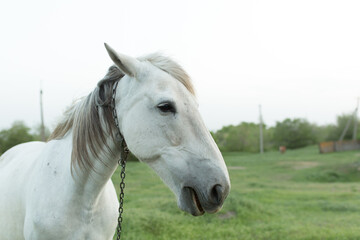 Portrait of a white horse on a farm with a chain collar