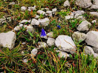 Blue alpine flower between rocks
