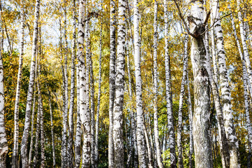 white trunks of birch trees in grove in city park on sunny autumn day