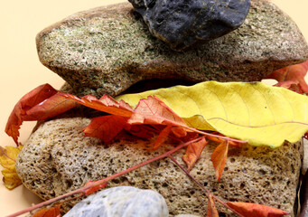 autumn leaves on a stone