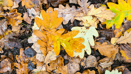 panoramic view of yellow fallen oak leaves on burnt wood on wet ground after rain in city park in autumn