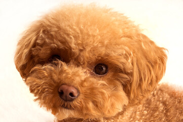 トイプードルの顔の正面アップ