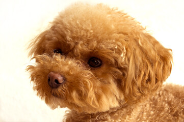 トイプードルの顔のアップ
