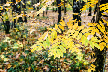 yellow leaves on twig of rowan tree close up in city park on autumn day (focus on leaves on foreground)