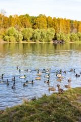 flock of ducks swim in pond in city park on sunny autumn day