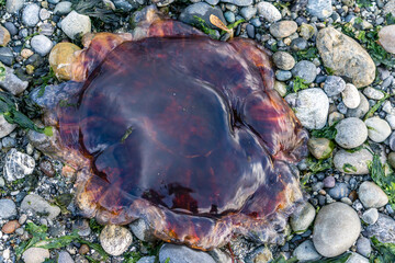Obraz premium Raspberry Red Jellyfish 2