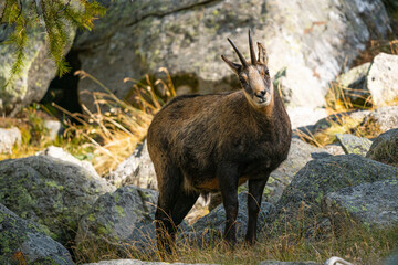 chamois in the italian alps, gran paradiso national park, valle d'aosta