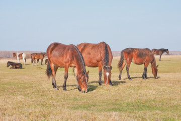 Naklejka na ściany i meble A herd of horses grazes peacefully in a pasture late autumn.
