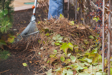 Pile of collected leaves and pine needles on ground