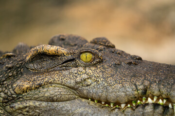 Obraz premium Ein Reptil Auge