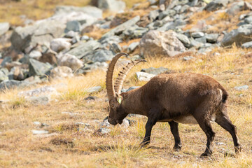 capra ibex in the italian alps, gran paradiso national park, valle d'aosta