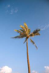 Palm tree at Magic Island, Ala Moana Beach park, Honolulu, Oahu, Hawaii