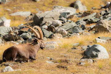 capra ibex in the italian alps, gran paradiso national park, valle d'aosta