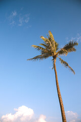 Palm tree at Magic Island, Ala Moana Beach park, Honolulu, Oahu, Hawaii