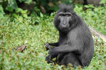 he Celebes crested macaque, also known as the crested black macaque. background with copy space
