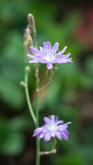 The blue letuce (lat. Latuca tatarica), of the family Asteraceae (Compositae)
